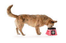 Planet Dog Travel Bowl Small