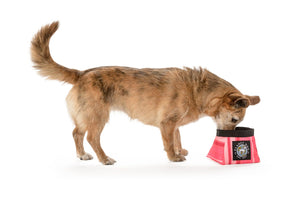 Planet Dog Travel Bowl Small